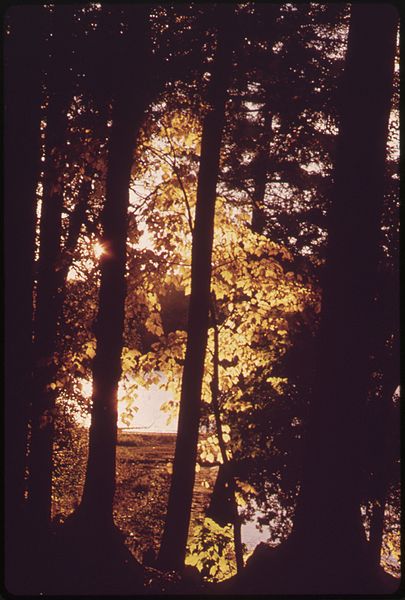 File:STRIPED MAPLE (ACER PENNSYLVANICUM), YELLOW TREE, ALSO CALLED MOOSEWOOD, AT - NARA - 554732.jpg