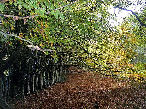 An avenue of trees, Sadlers Wood, North Walsham, Norfolk, UK