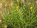 Salicornia europaea (Espagne)