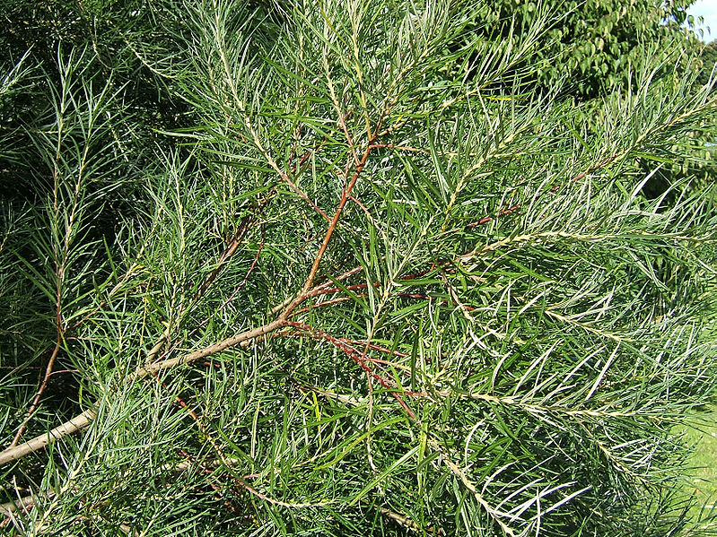 File:Salix elaeagnos0.jpg