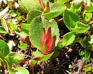 <i>Salix herbacea</i> Species of herb