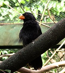 Saltator fuliginosus -Pomerode Zoo, Santa Catarina, Brasilia -aikuinen uros -8a.jpg