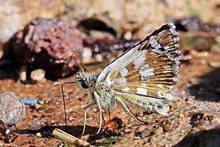 <span class="mw-page-title-main">Sandy grizzled skipper</span> Species of skipper butterfly genus Pyrgus
