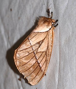 Pseudodirphia agis