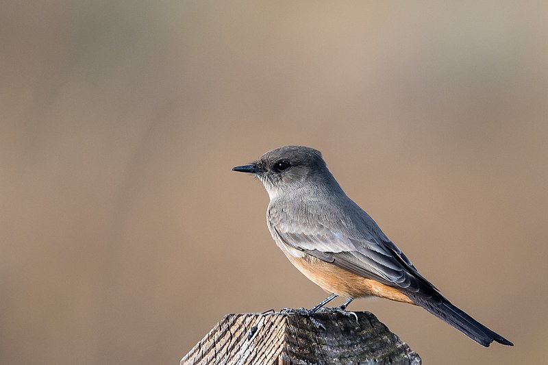 File:Say's Phoebe (24691191368).jpg