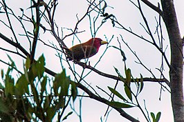 Carabayabaardvogel