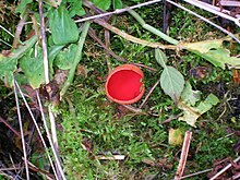 Photograph of a discomycetes. Scarlet Elf Cup fungus.JPG