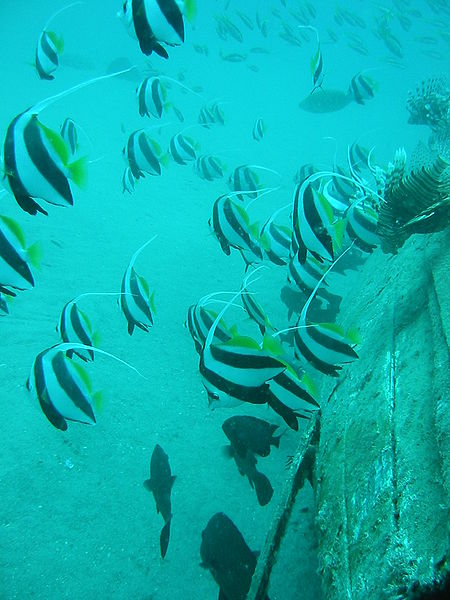 File:Schooling bannerfish.JPG