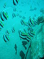 Schooling bannerfish.JPG