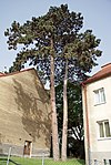 2 black pines (Pinus nigra)