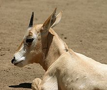 Scimitar-horned Oryx.jpg