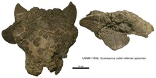 Cranio riferito a Scolosaurus sp. (USNM 11892)