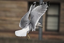 Seagull, mid-flight, accidental shot