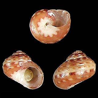 <i>Homalopoma lini</i> Species of gastropod