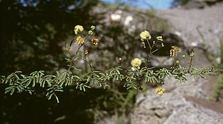 Acacia furcatispina (Fabaceae)