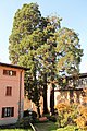 wikimedia_commons=File:Sequoie secolari nel parco Nastro Azzurro.jpg