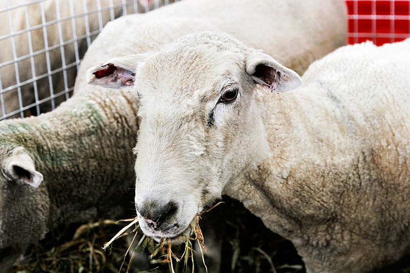 File:Sheep02 - melbourne show 2005.jpg