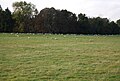 Sheep grazing parkland in Penshurst Place Estate. - geograph.org.uk - 1028669.jpg