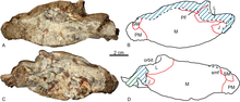 Skull shown from the sides Shiguaignathus wangi.png