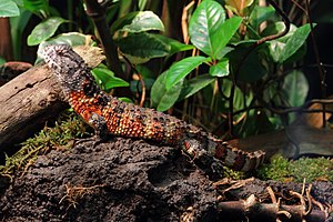 Shinisaurus crocodilurus - Tiergarten Schönbrunn 4.jpg