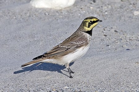 Shore Lark.jpg