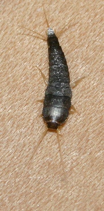 Apterygota