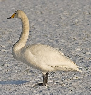 Singschwan (Cygnus cygnus)