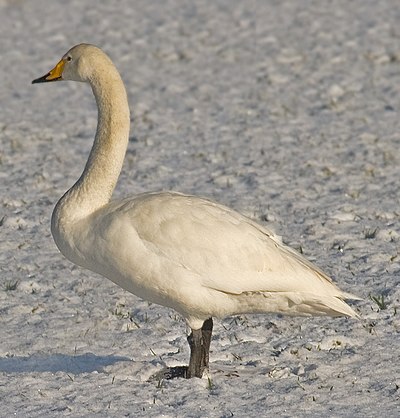 Foto van een Wilde Zwaan