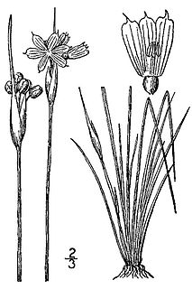 <i>Sisyrinchium campestre</i> Species of flowering plant