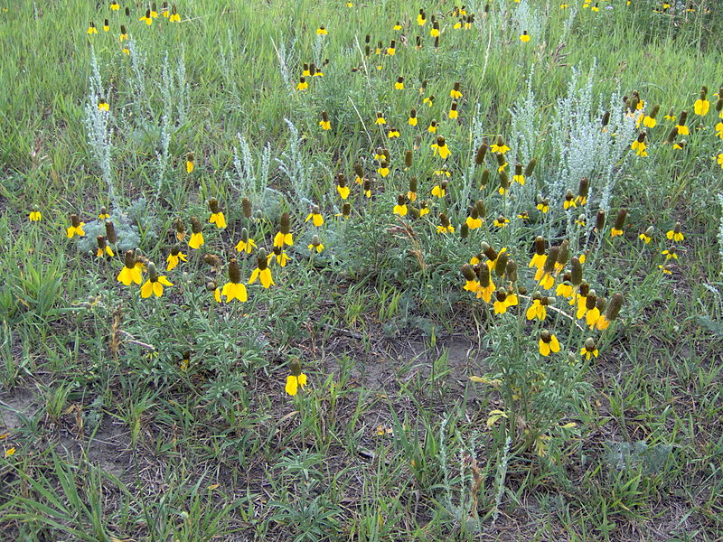 File:Sk-Asteraceae.jpg