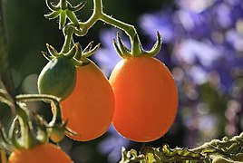 Small tomatoes in the afternoon sun.jpg
