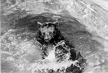 bear reclined in pool