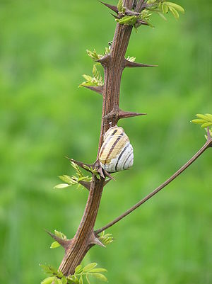 A hybernating snail