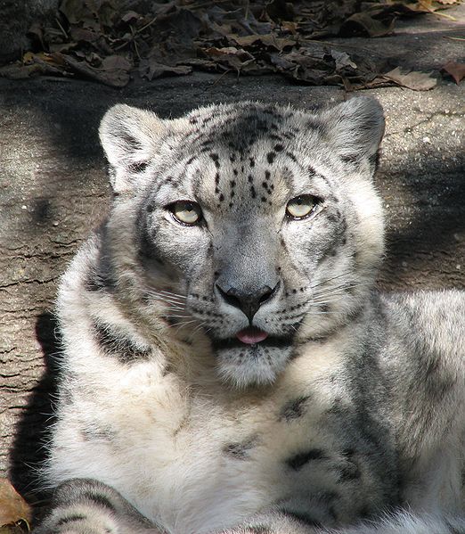 File:Snow Leopard Louisville Zoo.jpg