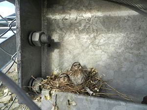 Snow Bunting