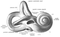 Right osseous labyrinth (lateral view).