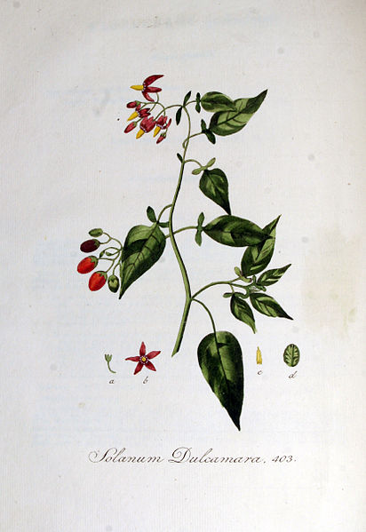 File:Solanum dulcamara — Flora Batava — Volume v6.jpg