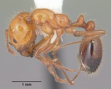 Solenopsis xyloni casent0104540 profile 1.jpg