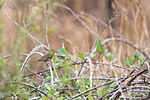 Thumbnail for File:Sooty Fox Sparrow (22847846194).jpg