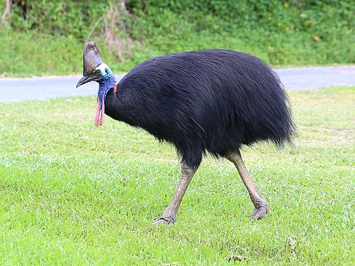 Southern Cassowary 7071 