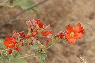 Sphaeralcea munroana