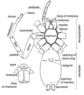 Epigyne