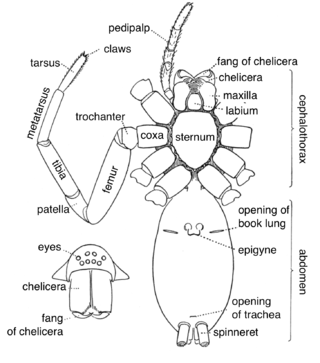 <span class="mw-page-title-main">Epigyne</span> External genital structure of female spiders