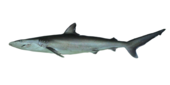 Carcharhinus brevipinna