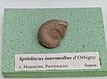 en:Spitidiscus intermedius d'Orbigny, en:Barremian, en:Nedoklan, Razgrad Province at the en:Sofia University "St. Kliment Ohridski" Museum of Paleontology and Historical Geology