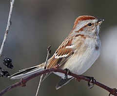 Фото птиц воробьиных. Воробьиные Воробьинообразные. Птичка отряда воробьиных. Древесная воробьиная овсянка. Птицы семейства Воробьев.