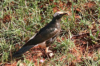 <span class="mw-page-title-main">White-crowned starling</span> Species of bird