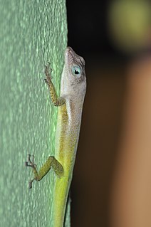 <i>Anolis luciae</i> Species of lizard