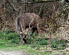 Sika deer stag at Arne RSPB reserve Stagarne.jpg