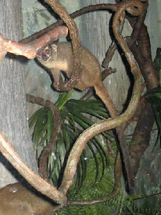 <span class="mw-page-title-main">Three-striped night monkey</span> Species of New World monkey